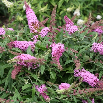 Buddleia 'SMNBDPT' - Pugster Pink&reg; Butterfly Bush