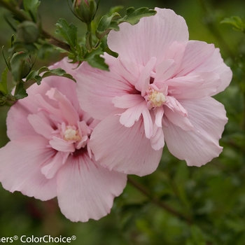 Hibiscus syriacus - 'Pink Chiffon&reg;' Rose of Sharon