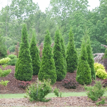 Thuja occidentalis - ''North Pole&reg;'' Arborvitae