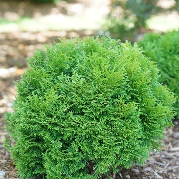 Thuja occidentalis - 'Tater Tot&reg;' Arborvitae