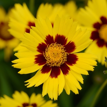 Coreopsis grandiflora - 'SunKiss' Tickseed