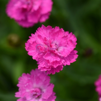Dianthus (China Pinks, Cheddar Pinks) - Mountain Frost&trade; 'Pink PomPom'