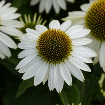 Echinacea (Coneflower) - Sombrero&reg; 'Blanco'