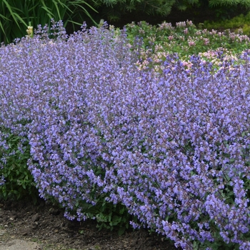 Nepeta x faassenii - 'Purrsian Blue' Catmint