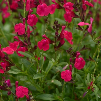 Salvia greggii (Sage) - Mirage&trade; 'Neon Rose'