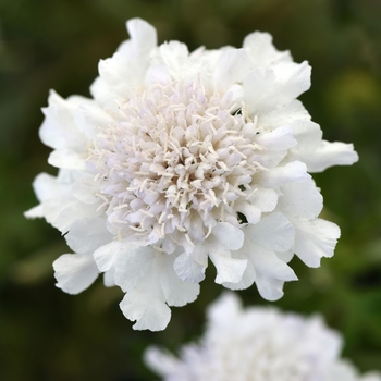 Scabiosa columbaria (Pincushion Flower) - Flutter&trade; 'Pure White'