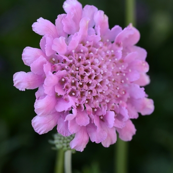 Scabiosa columbaria (Pincushion Flower) - Flutter&trade; 'Rose Pink'