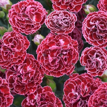 Dianthus (Pinks) - Fruit Punch&reg; Cherry Vanilla