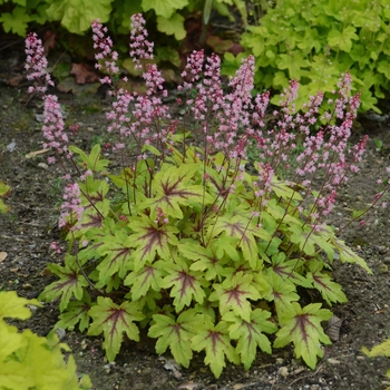 Heucherella (Foamy Bells) - Fun and Games&reg; 'Eye Spy'