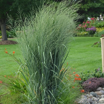Panicum virgatum (Switch Grass) - Prairie Winds&reg; 'Totem Pole'
