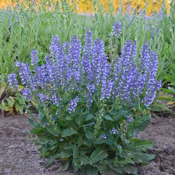 Salvia - Color Spires&reg; 'Azure Snow'