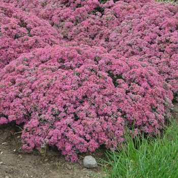 Sedum (Stonecrop) - Rock 'N Grow&reg; 'Popstar'