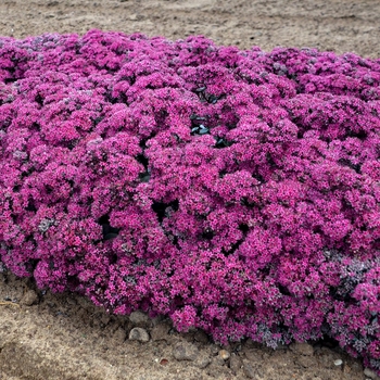 Sedum (Stonecrop) - Rock 'N Grow&reg; 'Superstar'
