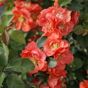 Chaenomeles speciosa (Quince) - Double Take&reg; 'Peach'
