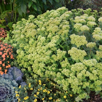Sedum (Autumn Stonecrop) - Rock 'N Grow&reg; 'Lemonjade'
