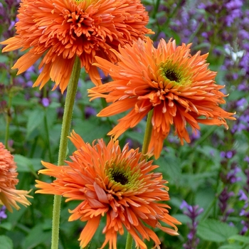 Echinacea (Coneflower) - Colorburst&trade; 'Orange'