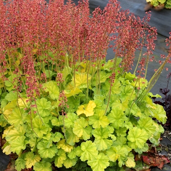 Heuchera (Coral Bells) - Northern Exposure&trade; 'Lime'