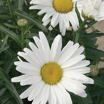 Leucanthemum x superbum (Shasta Daisy) - Amazing Daisies&reg; 'Daisy May&reg;'