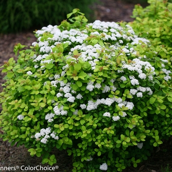 Spiraea betulifolia - 'Glow Girl&reg;' Birchleaf Spirea