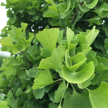 Ginkgo biloba - 'Sky Tower&trade;'