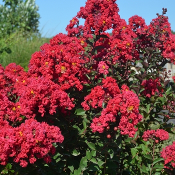 Lagerstroemia (Crapemyrtle) - Princess&trade; 'Holly Ann'