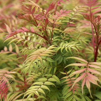 Sorbaria sorbifolia - 'Sem' False Spirea