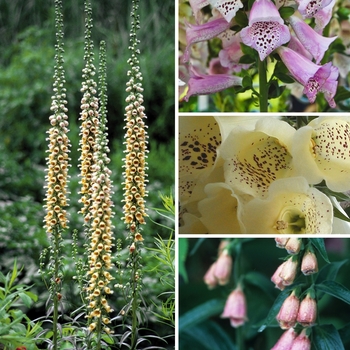 Digitalis - Foxglove