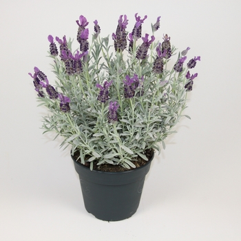 Lavandula stoechas (Lavender) - 'Anouk Silver'