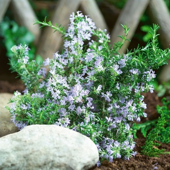 Rosmarinus officinalis - ''Tuscan Blue'' Rosemary