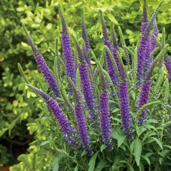 Veronica (Spike Speedwell) - Magic Show&reg; 'Hocus Pocus'