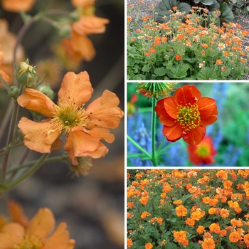 Geum - 'Multiple Varieties'