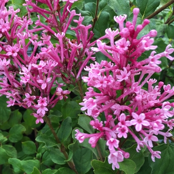 Syringa (Lilac) - Bloomerang&reg; 'Dwarf Pink'