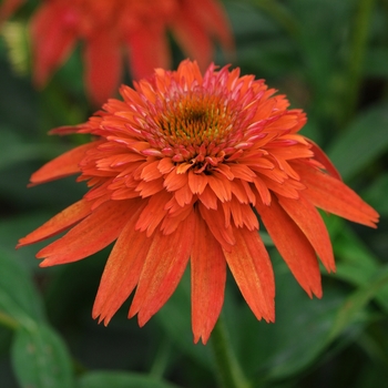 Echinacea (Coneflower) - Double Scoop&trade; 'Mandarin'