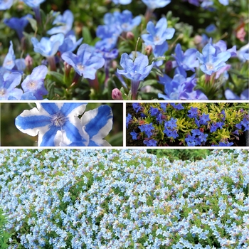 Lithodora - 'Multiple Varieties'