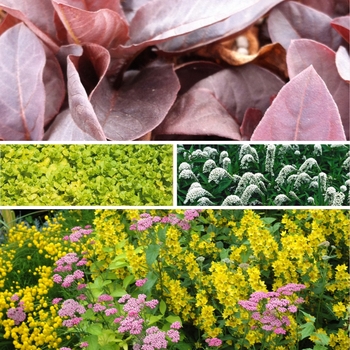 Lysimachia - Assorted Moneywort