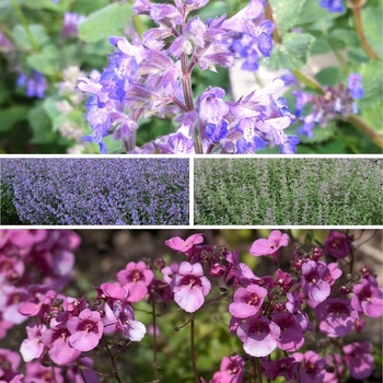 Nepeta - 'Multiple Varieties' Catmint