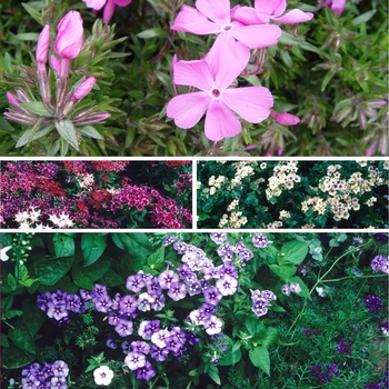 Phlox - Assorted Annual Phlox