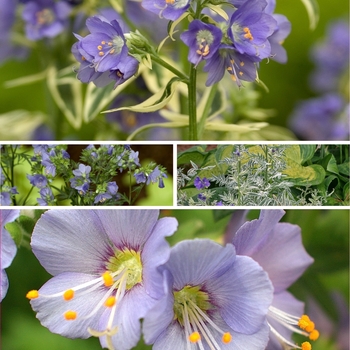 Polemonium - 'Multiple Varieties' Jacob's Ladder