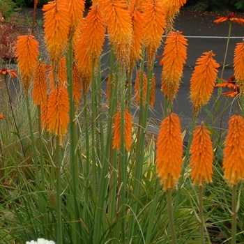 Kniphofia (Red Hot Poker) - Popsicle&trade; ''Mango''