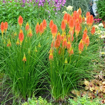 Kniphofia (Red Hot Poker) - Popsicle&trade; ''Papaya''