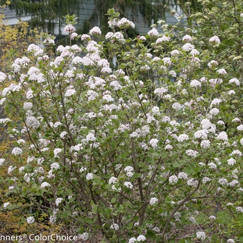 Viburnum carlesii - 'Spice Girl&reg;' Korean Spice Viburnum