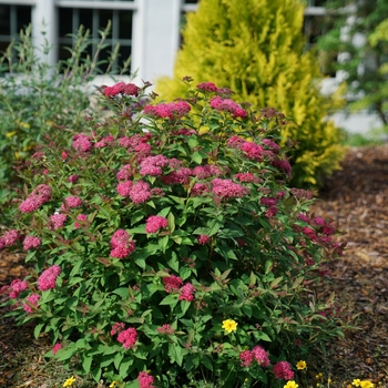 Spiraea (Spirea) - Double Play 'Doozie&reg;'