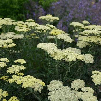 Achillea - 'Moon Dust&trade;' Yarrow
