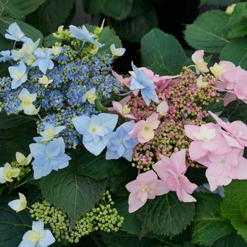 Hydrangea serrata - 'Tuff Stuff Ah-Ha&reg;' Reblooming Mountain Hydrangea