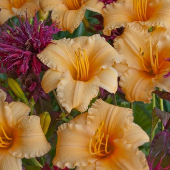 Hemerocallis - 'Apricot Sparkles' Daylily