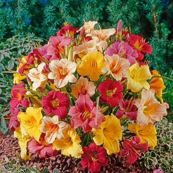 Hemerocallis - 'Multiple Varieties' Daylilies