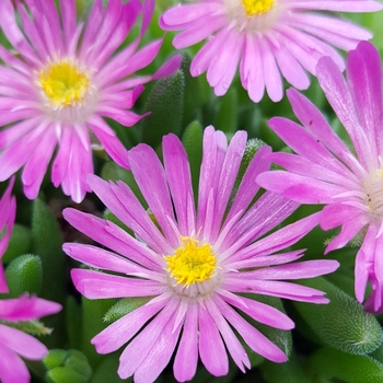 Delosperma (Ice Plant) - Jewel of Desert 'Candystone'