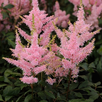 Astilbe japonica (False Spirea) - Younique&trade; Salmon