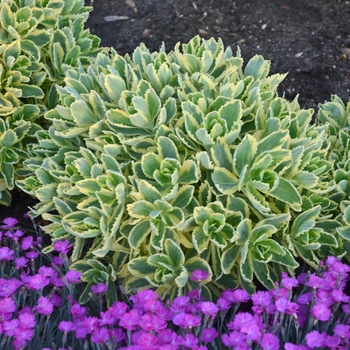 Sedum telephium - 'Autumn Charm&trade;' Stonecrop