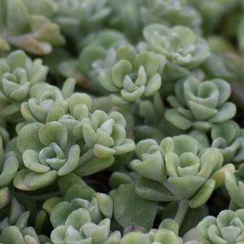 Sedum spathulifolium - 'Cape Blanco' Stonecrop